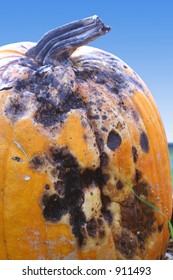 Rotten Pumpkin.