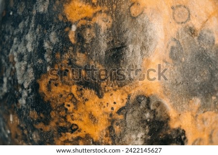 Rotten pumpkin. Decayed pumpkins problem. Spoiled food. Moldy fruit.