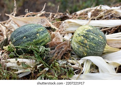 Rotten pumpkin fruits on a garbage heap in autumn. Leftovers of food and vegetables in the trash.  Vegetarian food. Healthy eating. - Shutterstock ID 2207221917