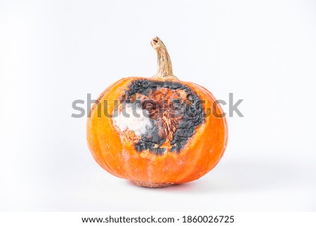 Rotten pumpkin with mold on a white background.