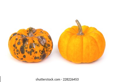 Rotten  Pumpkin And Ripe  Pumpkin