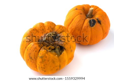 Rotten pumpkins isolated on white background. The rotten pumpkins has dark spots and less fiber & vitamin. The spoil  pumpkin is unhealthy and has bacteria which is dangerous. Mold on food concept.