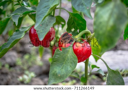 Similar – Bell Peppers Capsicum Growing In Greenhouse