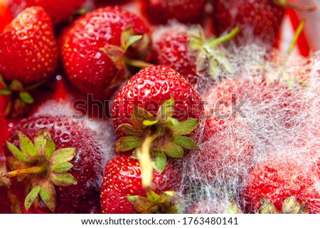 Rotten strawberries macro image .Aversion to spoiled fruit