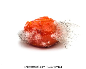 Rotten Tomato With Colonies Of Mold Fungi Isolated On White Background