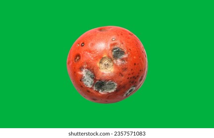Rotten tomato green screen. Mold fungus. Disease of tomatoes. Rotten red tomatoes. Isolated on. Mold on vegetables . Crop problems .