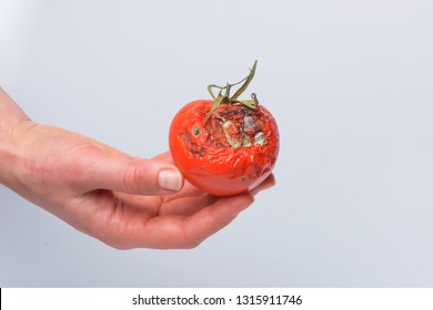 Rotten tomato in hand. Mold on vegetables. Rotten product. Spoiled food. Rotten vegetable. Tomato with mold. Mold fungus. Broken the surface of the tomato. A product that has been affected by mold.