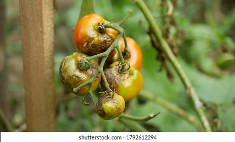 Agriculuture Images, Stock Photos & Vectors | Shutterstock