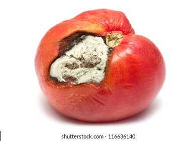 rotten tomato on a white background