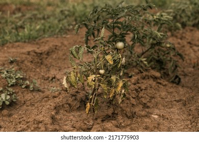 Rotten Tomatoes On A Branch. Crop Failure. Disease Of Agricultural Crops.