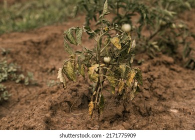 Rotten Tomatoes On A Branch. Crop Failure. Disease Of Agricultural Crops.