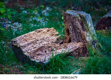 Rotten Tree Stump Broken In Two