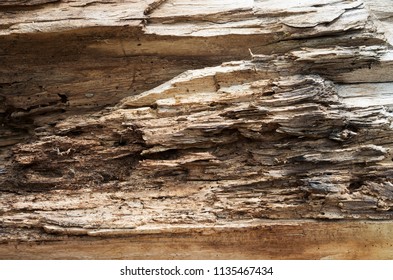 Rotten Tree Stump Chip Split Core Stock Photo 1135467434 | Shutterstock