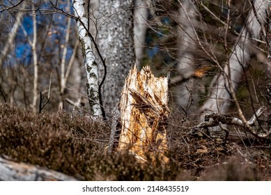 Rotten Tree Stump In The Harz National Park