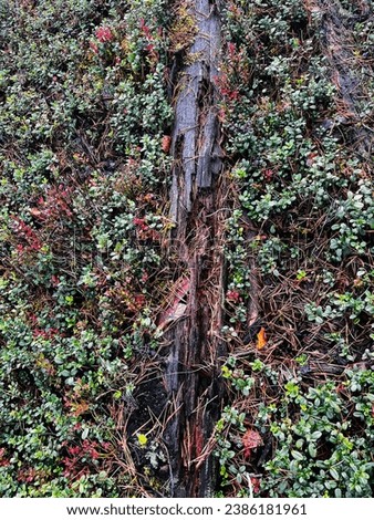 A rotten tree in a thicket of cranberries.