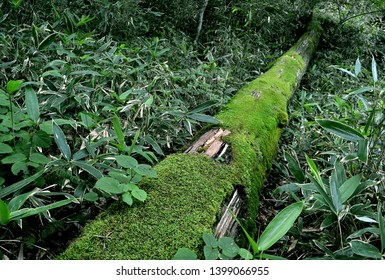 The rotten tree which was covered to green moss
