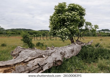 A rotten trunk of a dead tree in front of a flowering viburnum bush. A flowering viburnum tree in a spring meadow. Cloudy sky.