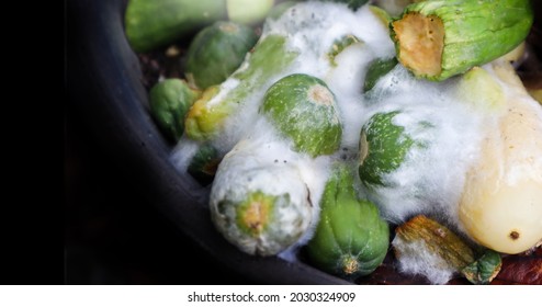Rotten vegetables cause mold in the market. Vegetative Cucumber with a fungus covering, a network of fine white texture filaments (hyphae). Improper storage of vegetables.