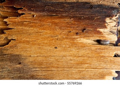 Rotten And Weathered Wood