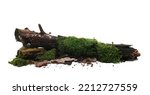 Rotten wet branch with green moss and lichen, leaves isolated on white