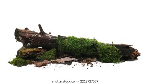 Rotten wet branch with green moss and lichen, leaves isolated on white