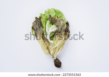 rotten and wilted lettuce. isolated white background