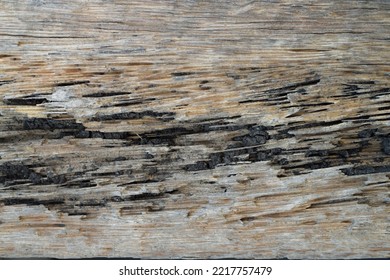 Rotten Wood Eaten By Termites