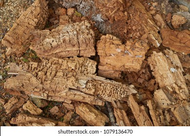 Rotten Wood In Forest