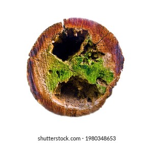 Rotten Wood. Sawed Down Saw Cut The Trunk Of A Pine Tree With Areas Of Rot At The Level Of The Dust. Areas Of Woodworm Damage. Isolated On White