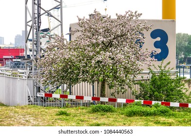 Rotterdam, The Netherlands, April 28, 2018: Flwoering prunus tree in a harbour and industrial area in Feijenoord neighbourhood