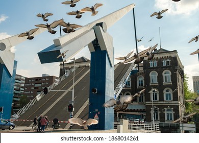 Rotterdam, The Netherlands - December 4, 2020: Pigeons In Rotterdam, Open Bridge, Waiting People And Autos