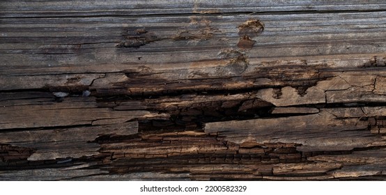 Rotting And Broken Wood Board With Cracks, Decaying, Rotting, Falling Apart, And Weathered