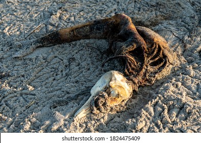 Rotting Corpse And Scull Of A Small Dead Dolphin On The Beach. Result Of Ocean Pollution.