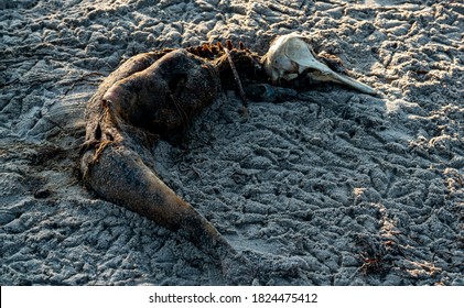 Rotting Corpse And Scull Of A Small Dead Dolphin On The Beach. Result Of Ocean Pollution.