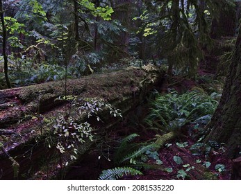 Rotting dead tree with thick trunk lying on the ground in dense temperate rainforest at Cathedral Grove in MacMillan Provincial Park, Vancouver Island, British Columbia, Canada on rainy day.