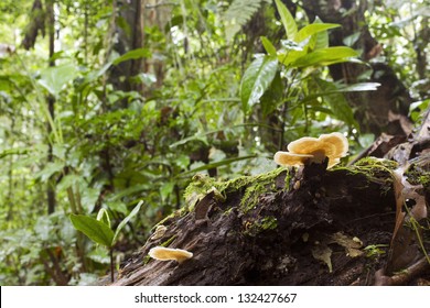 Rotting Log With Bracket Fungi On The Rainforest Floor, Ecuador