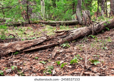 Rotting log in the middle of a path