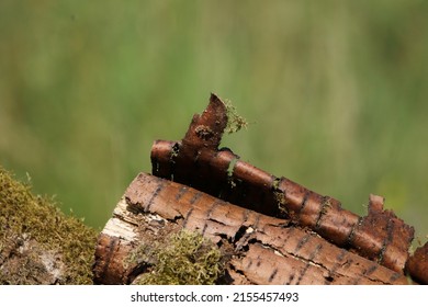 A Rotting Log With Peeling Bark.