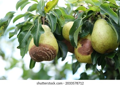 Rotting pears on the tree. Pears rot from the worm. Rotten fruit. Pear disease.