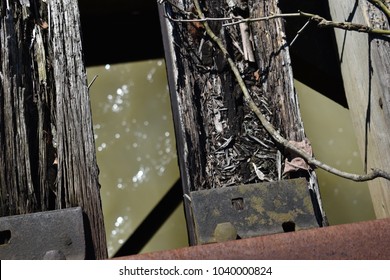 Rotting Rail Road Ties