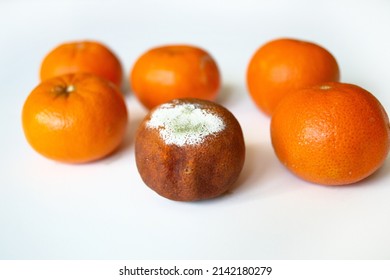 Rotting tangerines on a white background. Covered with mold, fungus. Overripe citrus fruits. The process of fruit spoilage.