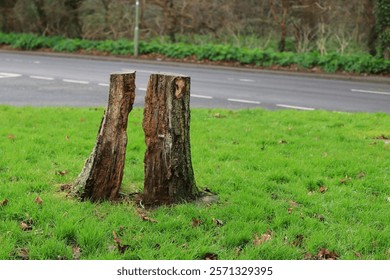 A rotting tree stump, the middle section hollowed out leaving two stump sections.