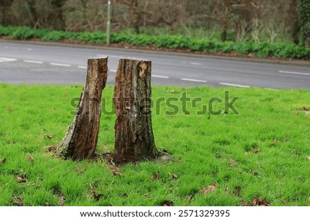 A rotting tree stump, the middle section hollowed out leaving two stump sections.
