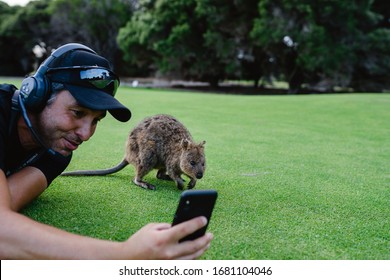 Rottnest Island, Perth, Australia - 18th March, 2020: Photographer is trying to take a quokka selfie on Rottnest Island at sunset. The friendly and curious quokkas come out to play at sunset. 