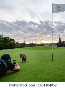 Rottnest Island, Perth, Australia - 18th March, 2020: Photographer Is Trying To Take A Quokka Selfie On Rottnest Island At Sunset. The Friendly And Curious Quokkas Come Out To Play At Sunset. 