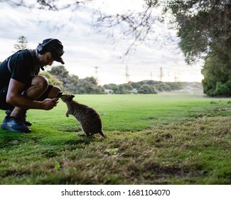 Rottnest Island, Perth, Australia - 18th March, 2020: Photographer Is Trying To Take A Quokka Selfie On Rottnest Island At Sunset. The Friendly And Curious Quokkas Come Out To Play At Sunset. 