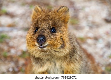 Rottnest Island Quokka, Western Australia