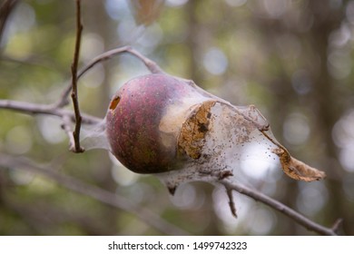 Rotton Apple Destroyed By Bag Worms 