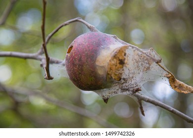 Rotton Apple Destroyed By Bag Worms 