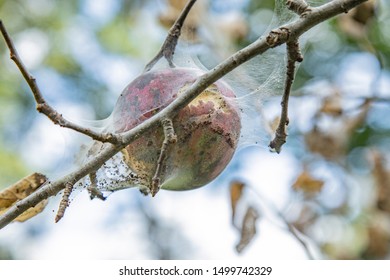 Rotton Apple Destroyed By Bag Worms 